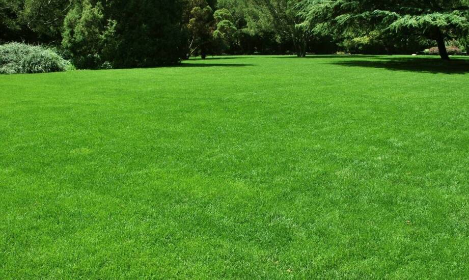 Trawa z rolki a minimalne wymagania dotyczące pielęgnacji: co warto wiedzieć?