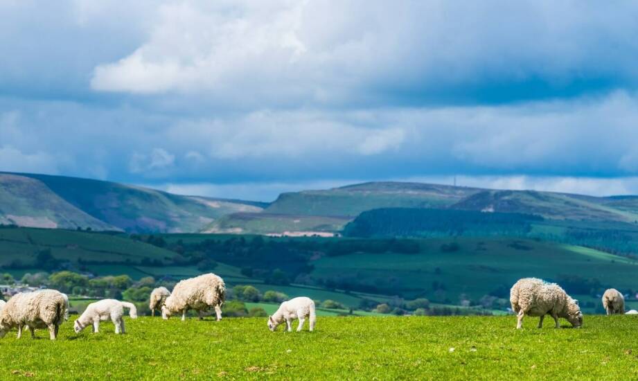 Jakie są zalety stosowania panelowych ogrodzeń na terenach rolniczych?