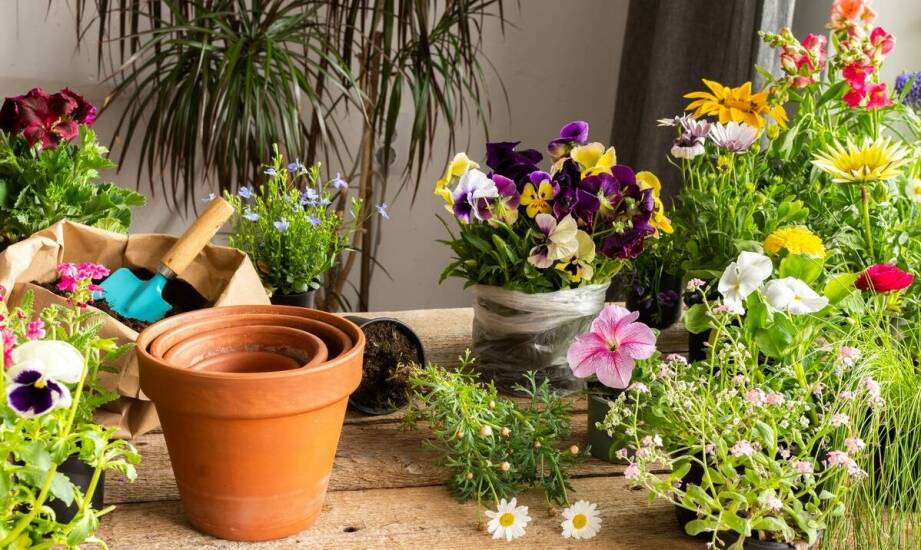 Wpływ wielkości plastikowych doniczek na zdrowie roślin