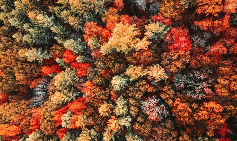 Jakie ozdobne krzewy są najlepsze do jesiennych nasadzeń?