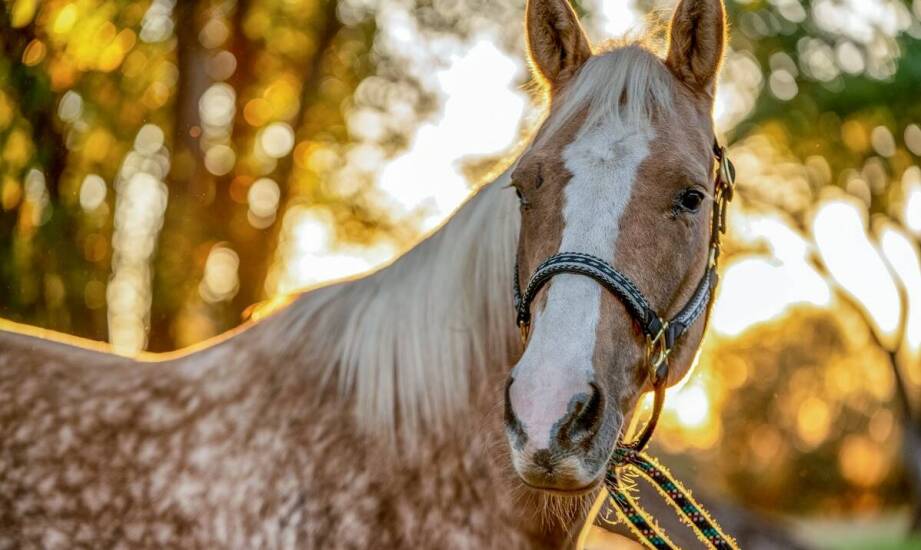 Jakie cechy powinno mieć idealne wędzidło dla młodych koni?