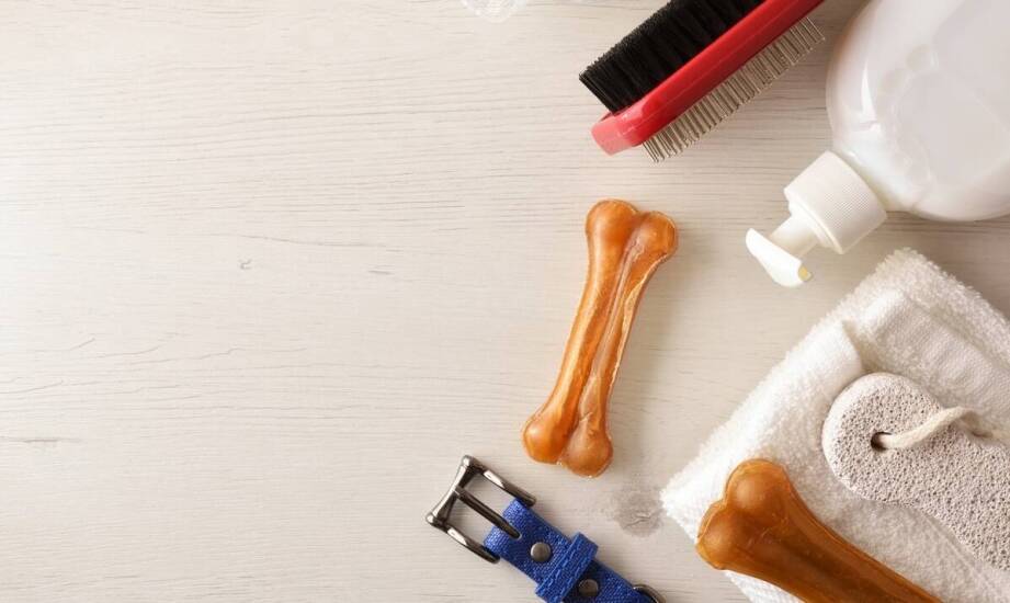 Jakie cechy powinny mieć bezpieczne i trwałe zabawki dla psów?