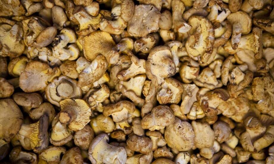 Why is it worth investing in wholesale cooperation with a market leader in mushrooms?