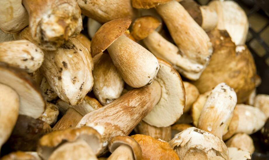 Benefits of flexible mushroom deliveries for a professional kitchen