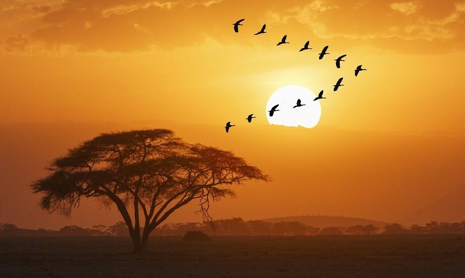 Safari w Kenii i Tanzanii: co warto zobaczyć podczas objazdowej wycieczki?