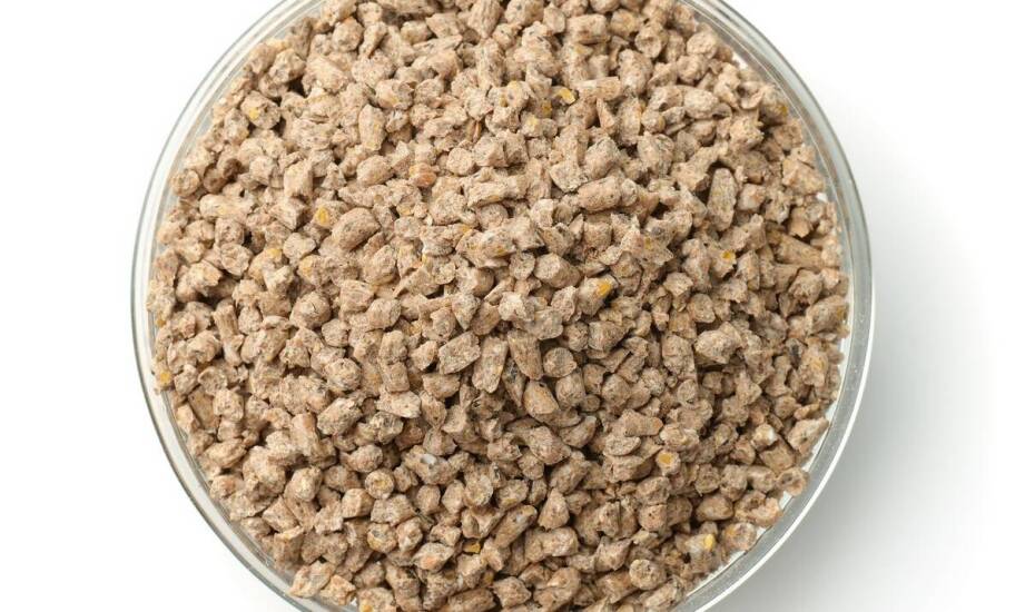 Jak dieta oparta na karmie Acana dla psa wspiera odporność?