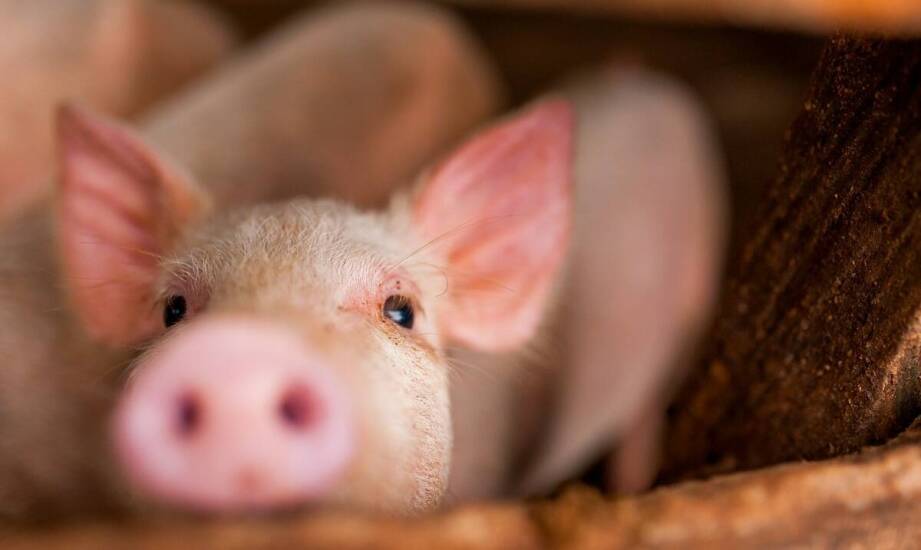 Jakie są najnowsze trendy w projektowaniu rusztów dla trzody chlewnej?