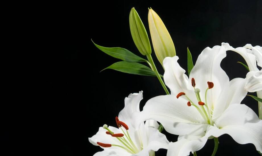 Jak wykorzystać usługi kwiaciarni do planowania dekoracji pogrzebowych?