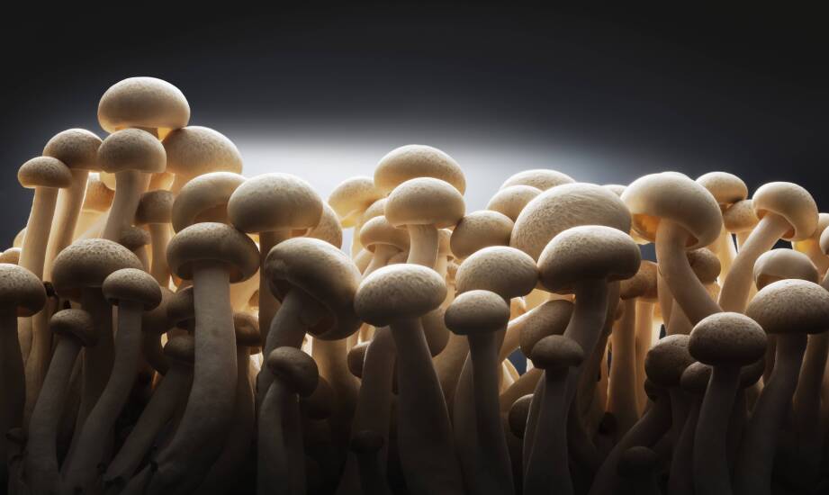 Diversity of mushroom species as an asset for restaurants