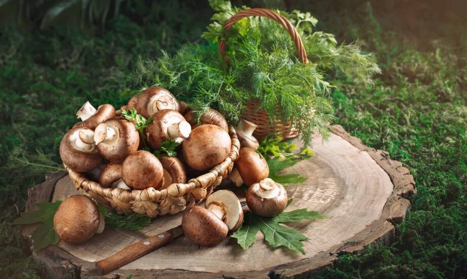 Why choose a wholesale mushroom supplier for a diverse culinary offering?