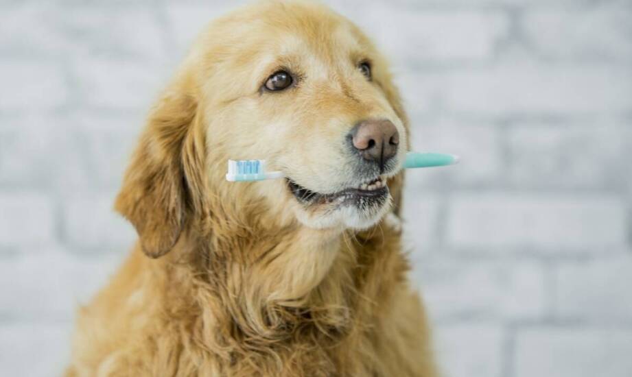 Edukacja właścicieli na temat pielęgnacji zębów ich pupili