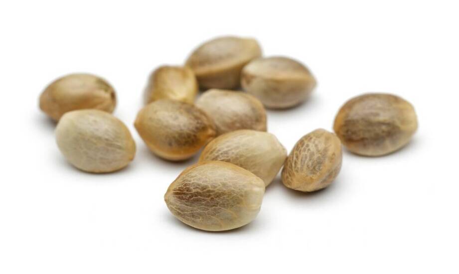 Dlaczego warto zwracać uwagę na certyfikaty przy zakupie tanich marihuany nasion?