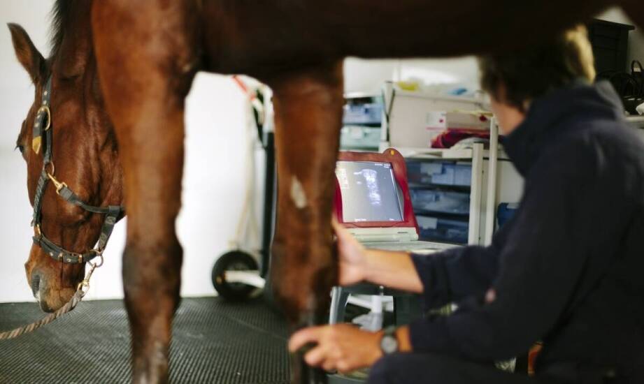 Jak nowoczesna diagnostyka chorób u koni wpływa na skuteczność leczenia i profilaktyki?