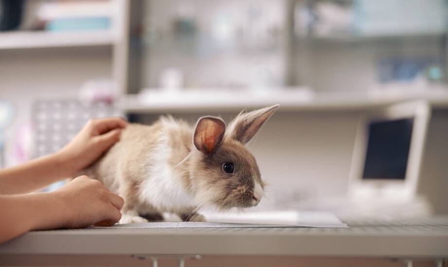 Rola weterynarza w leczeniu i pooperacyjnej rehabilitacji zwierząt