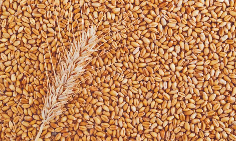 Jak zmiany klimatyczne wpływają na wybór zbóż nasion?