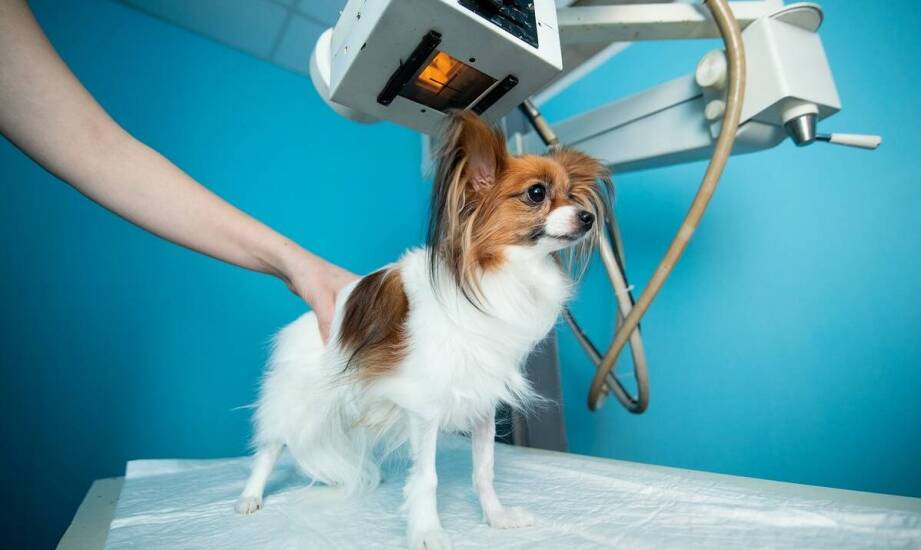 Kiedy niepokojące objawy u psa lub kota wymagają pilnej konsultacji w przychodnia weterynaryjna?