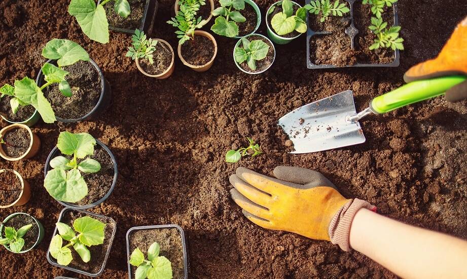 Jakie są najważniejsze aspekty przygotowania działki do nowych nasadzeń?