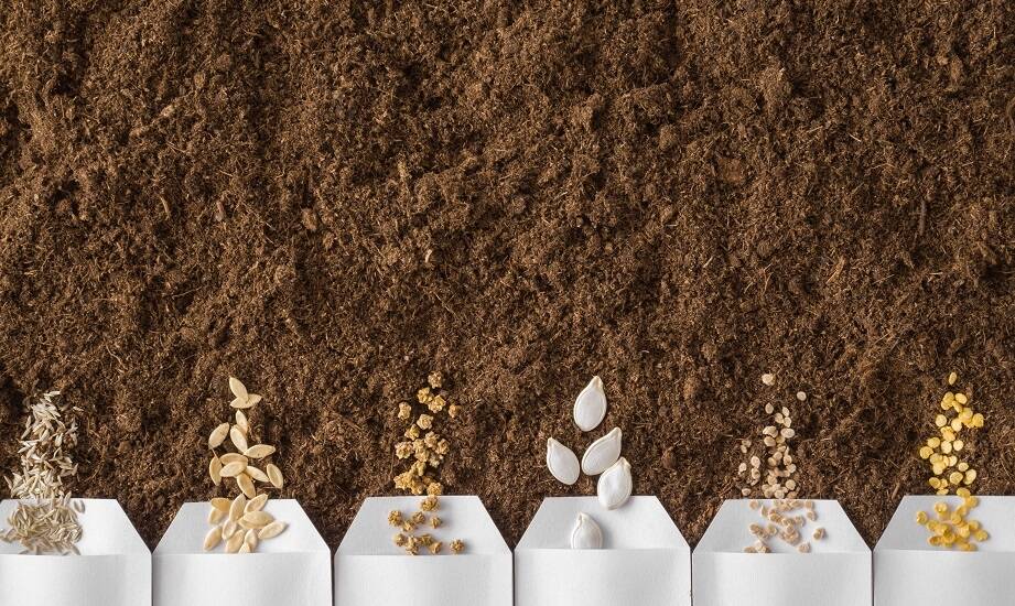 Nasiona warzyw: jak wybrać najlepsze produkty dla ogrodników profesjonalnych?