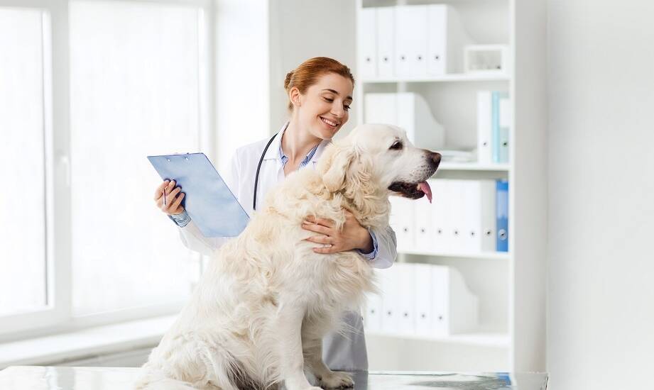 Weterynarz dla psa: jakie symptomy powinny zaniepokoić opiekuna?