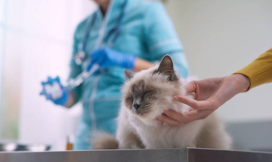 Jak odpowiednia pooperacyjna opieka wpływa na zdrowie kota po zabiegach?