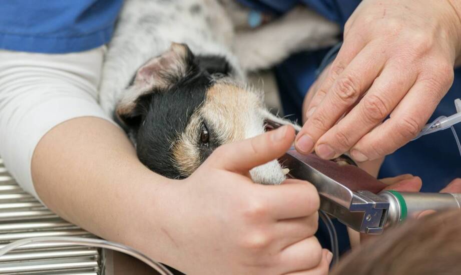 Znaczenie profilaktyki w utrzymaniu zdrowia jamy ustnej u domowych zwierząt