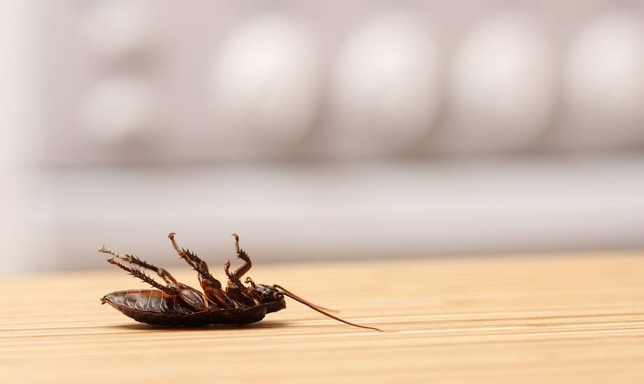 Eliminacja prusaków w restauracjach – kluczowe aspekty