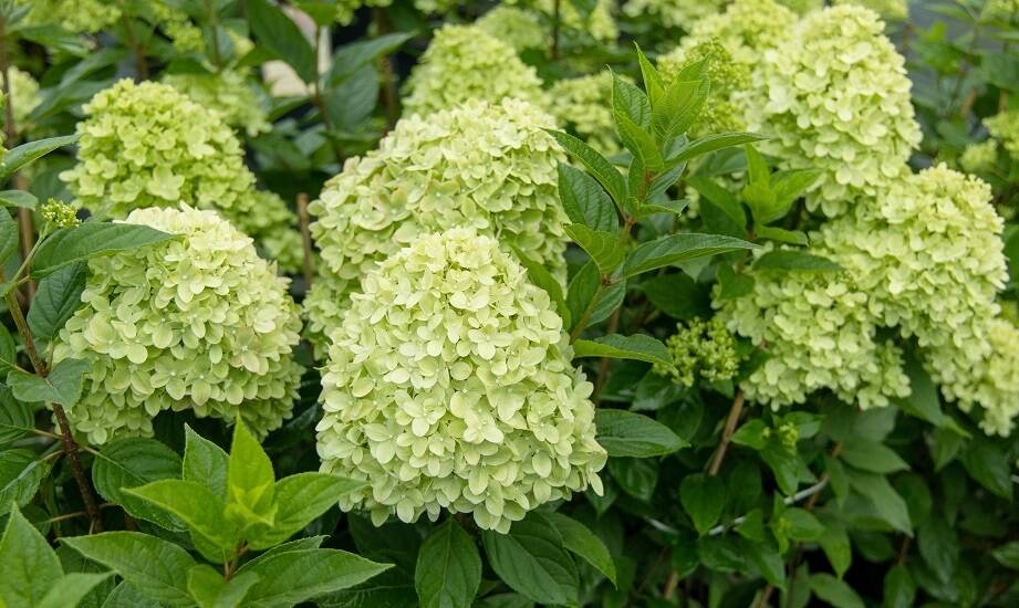 Ozdobne krzewy: Jakie gatunki wybrać do klimatu w Warszawie?