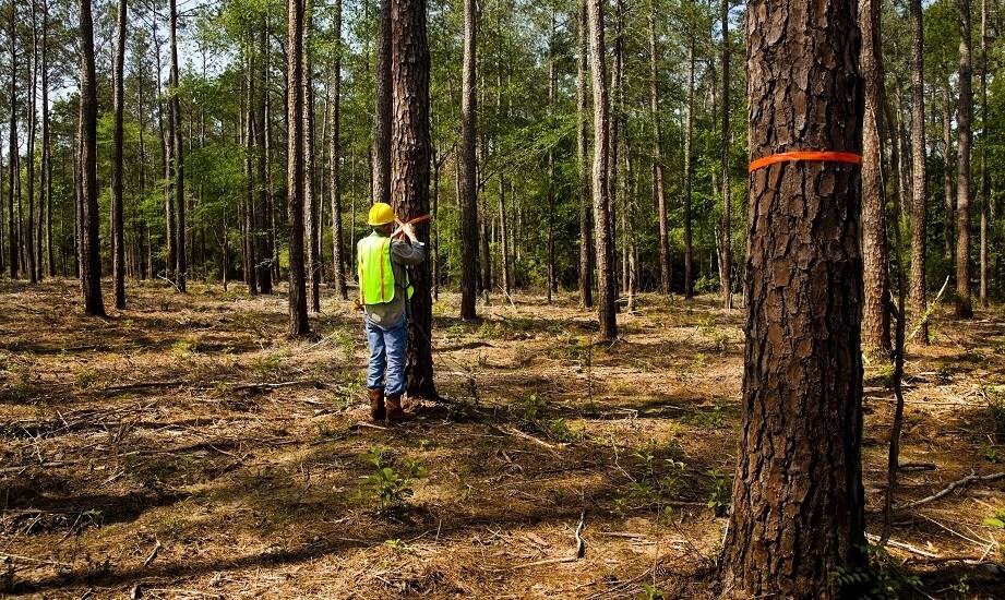 Nowoczesne technologie w wycince i pomiarach drzew