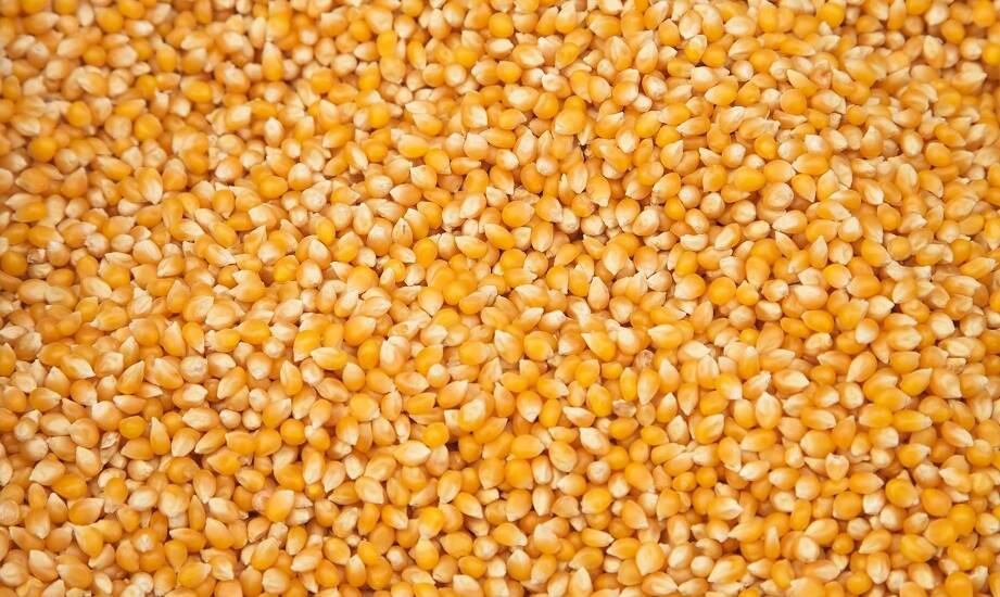 Wybór nasion - klucz do sukcesu w uprawach kukurydzy