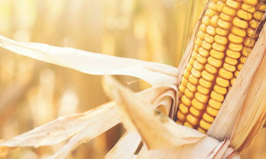Jakie wymagania jakościowe musi spełniać kukurydza trafiająca do naszego skupu?