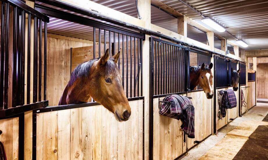 Najlepsze wyposażenie stajni dla komfortu koni i wygody dla jeźdźców