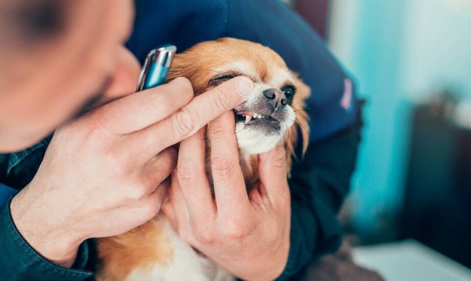 Najlepsze techniki szczotkowania psich zębów przy użyciu specjalistycznej pasty