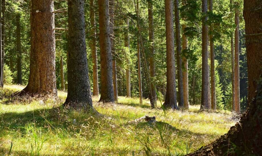 Jak zapewnić ochronę przyrody podczas wycinki drzew?