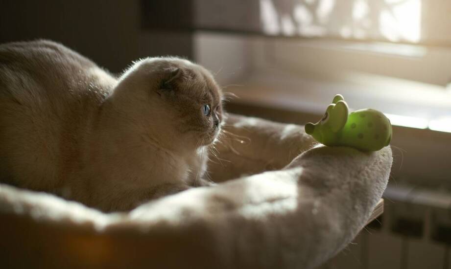 Hotel dla kotów we Wrocławiu: jak zapewniamy relaksujące pobyty dla Twojego pupila?