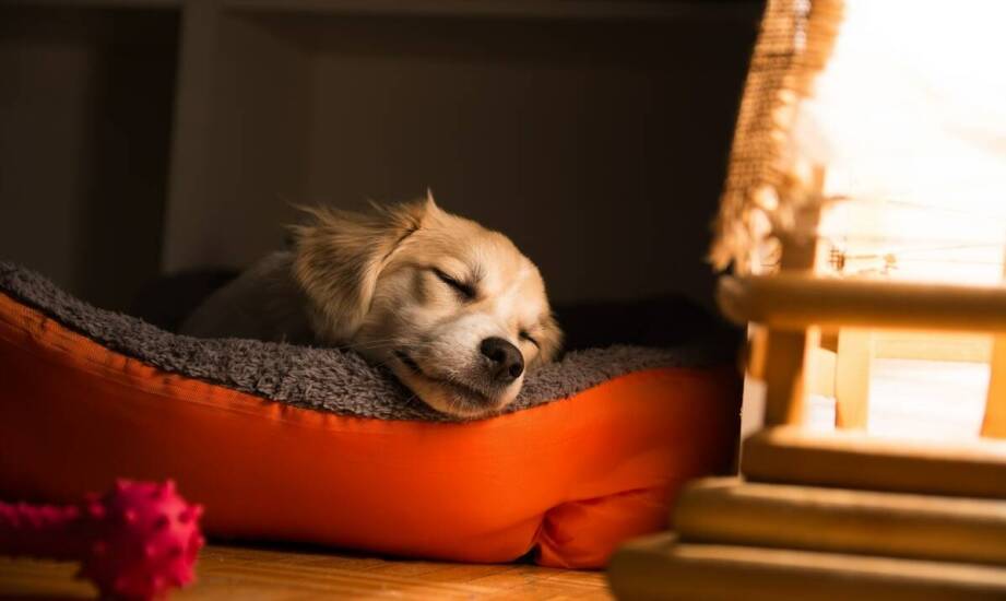 Jak nasz hotelik dla psów we Wrocławiu wspiera zdrowie i kondycję fizyczną pupili?