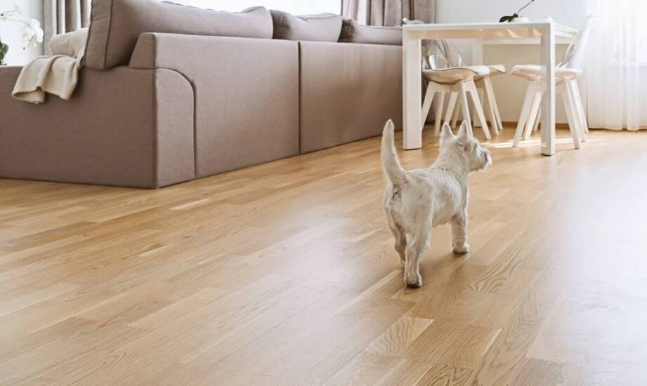 Wpływ przysmaków na poziom energii u aktywnych kotów