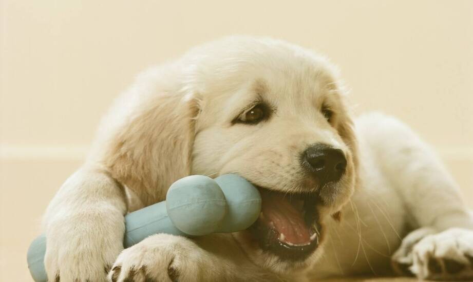 Wszystko dla psów – jak zapewnić bezpieczeństwo i komfort?