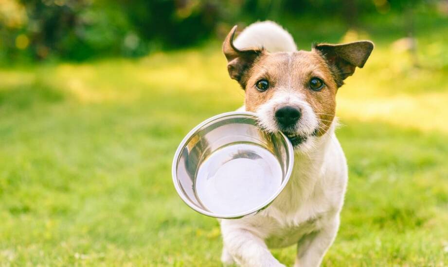 Wpływ specjalistycznych karm na zdrowie wątroby u psów