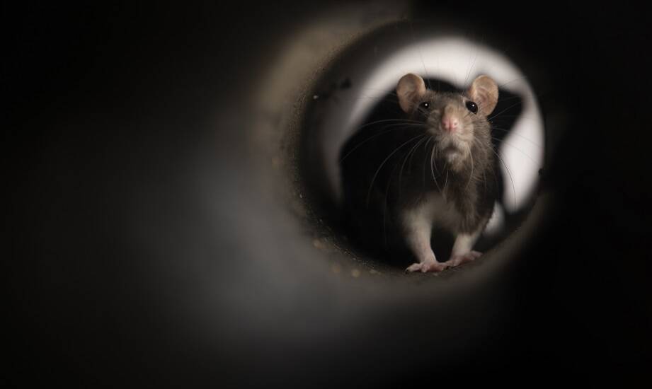 Kompleksowe podejście do deratyzacji w restauracjach i w kawiarniach