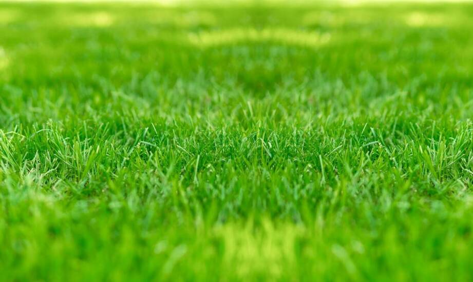 Jak mieszanka traw wpływa na trwałość i odporność trawnika?