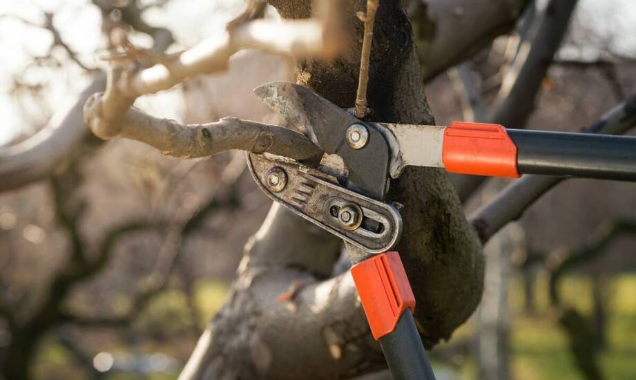 Sekator Milwaukee – kluczowe cechy i zastosowanie w ogrodnictwie