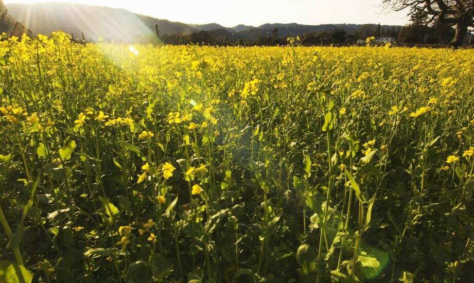 Jak środki ochrony roślin wspierają rozwój olejkodajnych roślin?