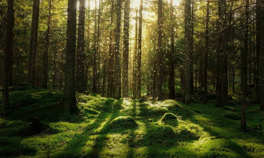 Zrównoważony rozwój a skup drewnianych opakowań – co warto wiedzieć?