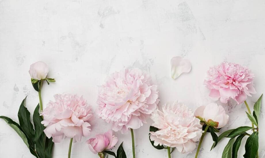 Porównanie różnych metod rozmnażania piwonii z sadzonek