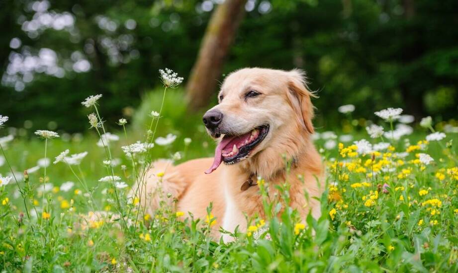 Wpływ kursów obedience na budowanie więzi z psem