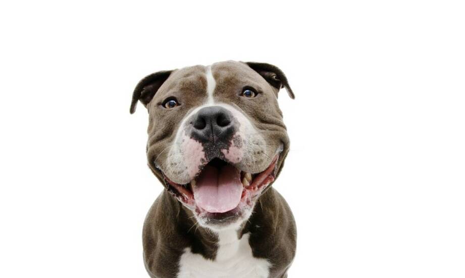Jakie są najważniejsze aspekty opieki nad bull terierami po adopcji?