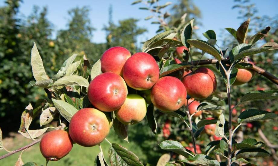 Różnorodność odmian rajskich jabłoni i ich zastosowanie w ogrodach