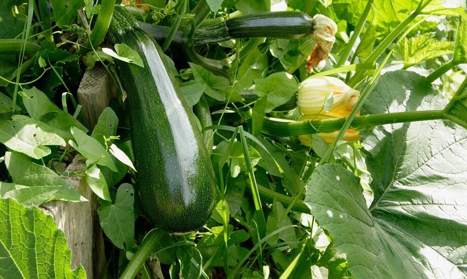 Zalety wyboru nasion cukinii do uprawy w gruncie