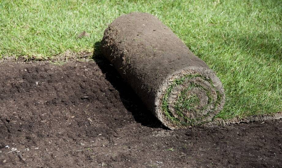 Jakie rodzaje trawy z rolki są dostępne na rynku?