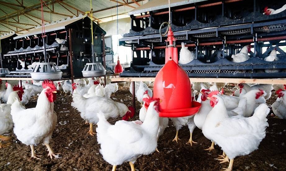 Jak hurtownia drobiu zapewnia świeżość i jakość swoich produktów?